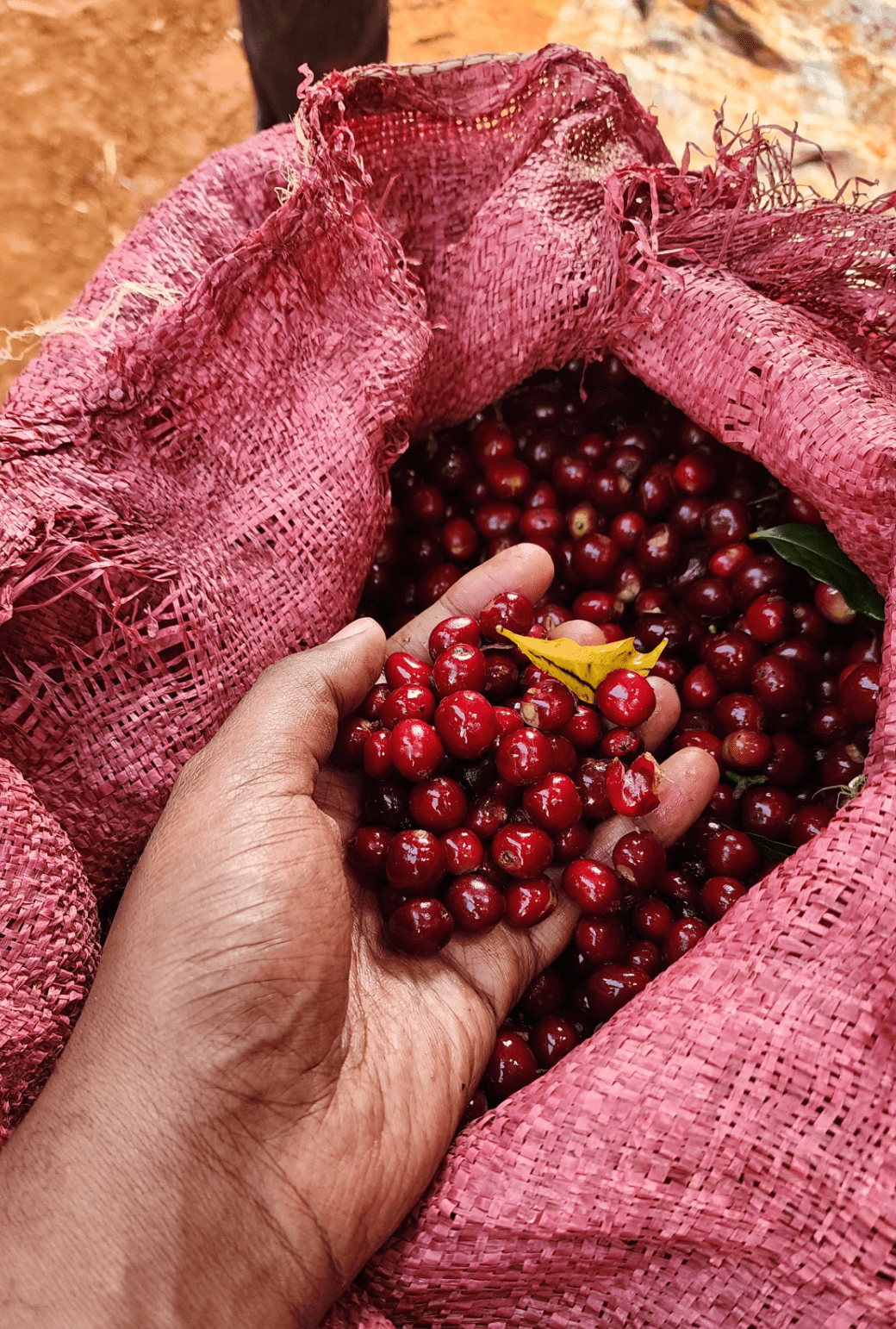 【 Ethiopia 】 Diima Lalesa #1