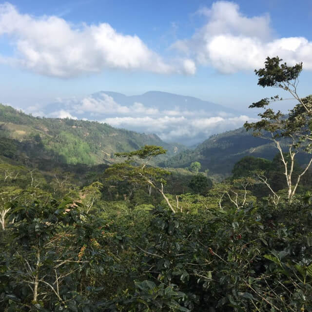 【 Honduras 】Santa Lucia Geisha