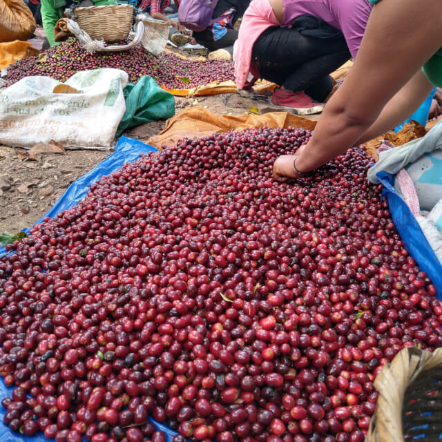 【 Honduras 】Santa Lucia Geisha