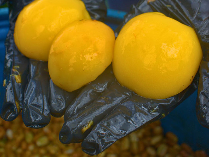【 Colombia 】 Mazatolan Peach