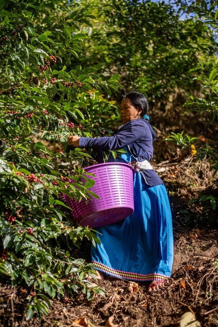 【 Panama 】 Hartmann Geisha N #59